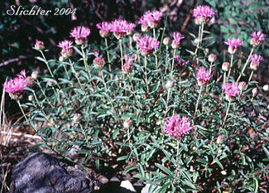 Monardella, Mountain Monardella, Western Mountain Balm: Monardella odoratissima (Synonyms: Monardella discolor, Monardella glauca, Monardella odoratissima ssp. discolor, Monardella odoratissima ssp. euodoratissima, Monardella odoratissima ssp. glauca, Monardella odoratissima ssp. odoratissima, Monardella odoratissima ssp. pallida, Monardella odoratissima ssp. pinetorum, Monardella odoratissima var. discolor, Monardella odoratissima var. glauca, Monardella odoratissima var. neglecta, Monardella odoratissima var. odoratissima, Monardella odoratissima var. ovata)