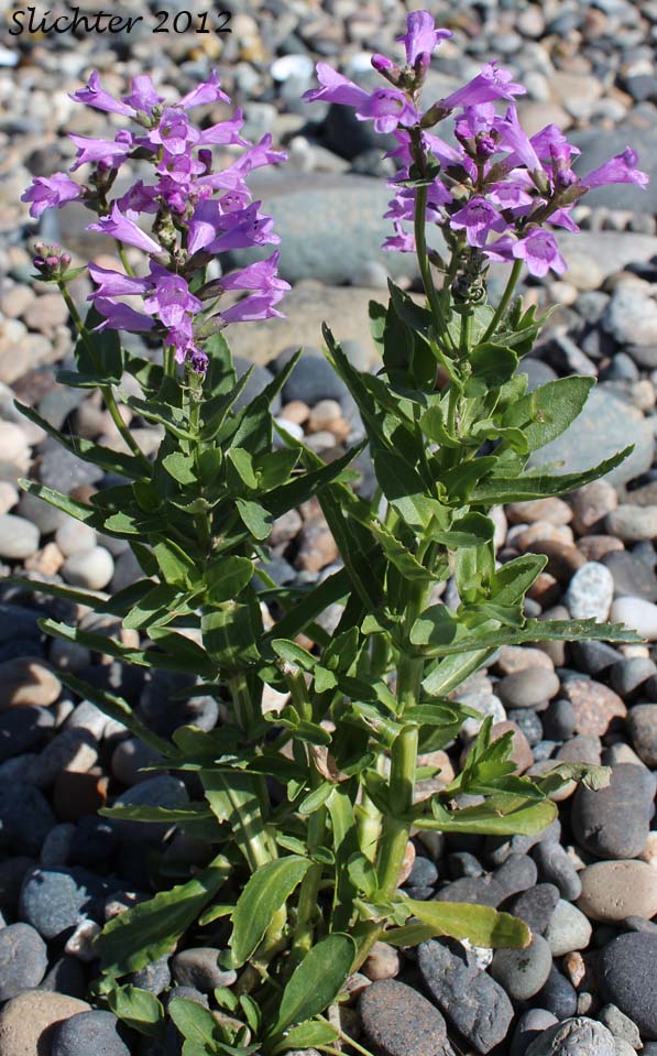 Western False Dragonhead, Purple Dragonhead, Western Lion's Heart: Physostegia parviflora (Synonym: Dracocephalum nuttallii)