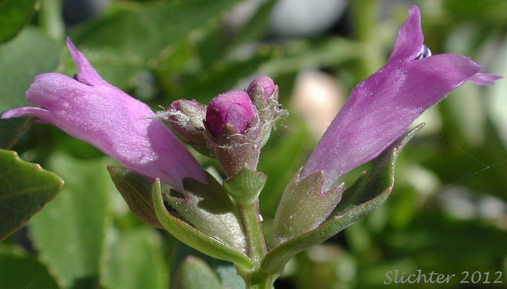 Close-up sideview of the flowers of Western False Dragonhead, Purple Dragonhead, Western Lion's Heart: Physostegia parviflora (Synonym: Dracocephalum nuttallii)