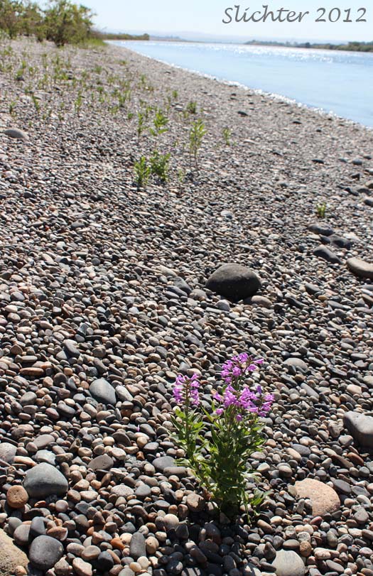 Habitat of Western False Dragonhead, Purple Dragonhead, Western Lion's Heart: Physostegia parviflora (Synonym: Dracocephalum nuttallii)