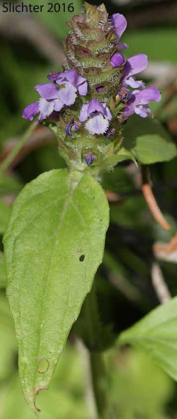 Self-heal, Heal-all, Native Heal All: Prunella vulgaris var. lanceolata (Synonyms: Prunella vulgaris ssp. lanceolata, Prunella vulgaris var. elongata)