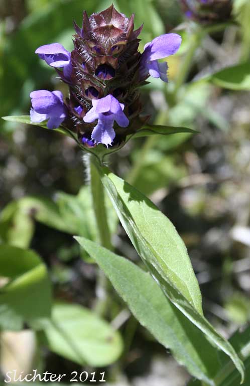 Self-heal, Heal-all, Native Heal All: Prunella vulgaris var. lanceolata (Synonyms: Prunella vulgaris ssp. lanceolata, Prunella vulgaris var. elongata)