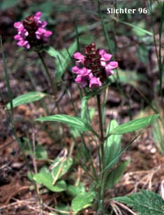Self Heal, Self-heal, Heal All, Heal-all: Prunella vulgaris var. vulgaris (Synonyms: Prunella caroliniana, Prunella vulgaris ssp. vulgaris, Prunella vulgaris var. atropurpurea, Prunella vulgaris var. calvescens, Prunella vulgaris var. hispida, Prunella vulgaris var. minor, Prunella vulgaris var. nana, Prunella vulgaris var. parviflora, Prunella vulgaris var. rouleauiana)
