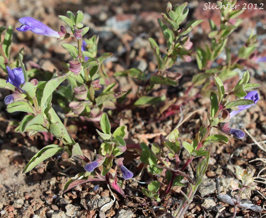 Narrowleaf Skullcap, Small-flowered Skullcap: Scutellaria angustifolia ssp. micrantha