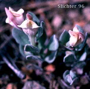 Dwarf Skullcap: Scutellaria nana (Synonym: Scutellaria nana var. nana)