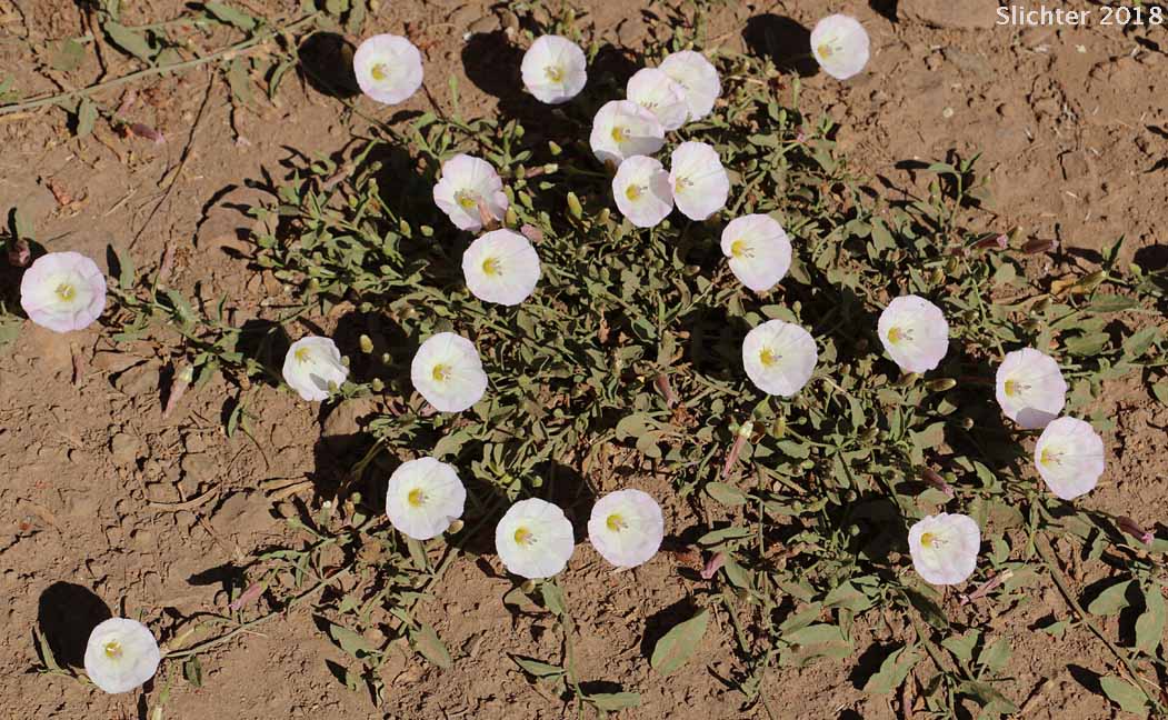 Field Bindweed, Field Morning-glory: Convolvulus arvensis (Synonyms: Convolvulus ambigens, Convolvulus incanus, Strophocaulos arvensis)