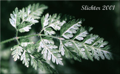 Leaf of Anthriscus, Beaked Parsley, Bur Chervil, Burr Chervil, Chervil: Anthriscus caucalis (Synonyms: Anthriscus neglecta var. scandix, Anthriscus scandicina, Anthriscus vulgaris, Scandix anthriscus)