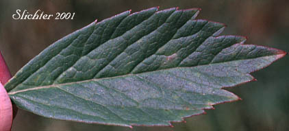 Leaflet of Douglas' Water-hemlock, Western Water-hemlock: Cicuta douglasii (Synonym: Cicuta maculata var. californica)