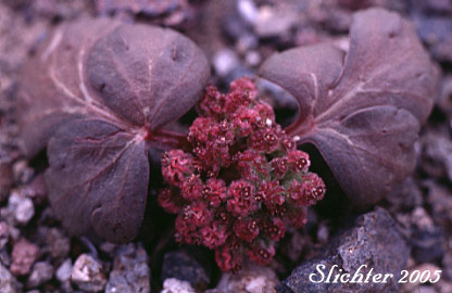 Dwarf Cork-seed, Corrugated Spring Parsley, Wrinklewing Springparsley: Cymopterus corrugatus (Synonyms: Cymopterus plurijugus, Rhysopterus plurijugus)