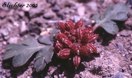 Fruits of Dwarf Cork-seed, Corrugated Spring Parsley, Wrinklewing Springparsley: Cymopterus corrugatus (Synonyms: Cymopterus plurijugus, Rhysopterus plurijugus)