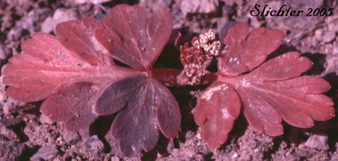 Dwarf Cork-seed, Corrugated Spring Parsley, Wrinklewing Springparsley: Cymopterus corrugatus (Synonyms: Cymopterus plurijugus, Rhysopterus plurijugus)