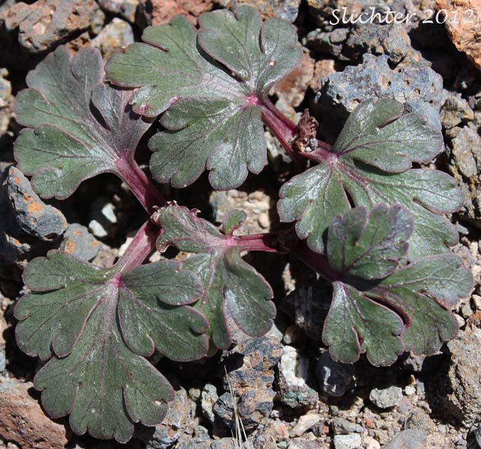 Dwarf Cork-seed, Corrugated Spring Parsley, Wrinklewing Springparsley: Cymopterus corrugatus (Synonyms: Cymopterus plurijugus, Rhysopterus plurijugus)