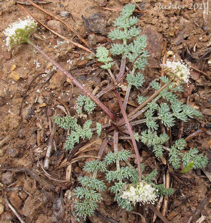 Elko Spring Parsley, Snowline Springparsley: Cymopterus nivalis (Synonyms: Aletes bipinnata, Aletes nivalis, Cymopterus. bipinnatus, Cymopterus humboldtensis)