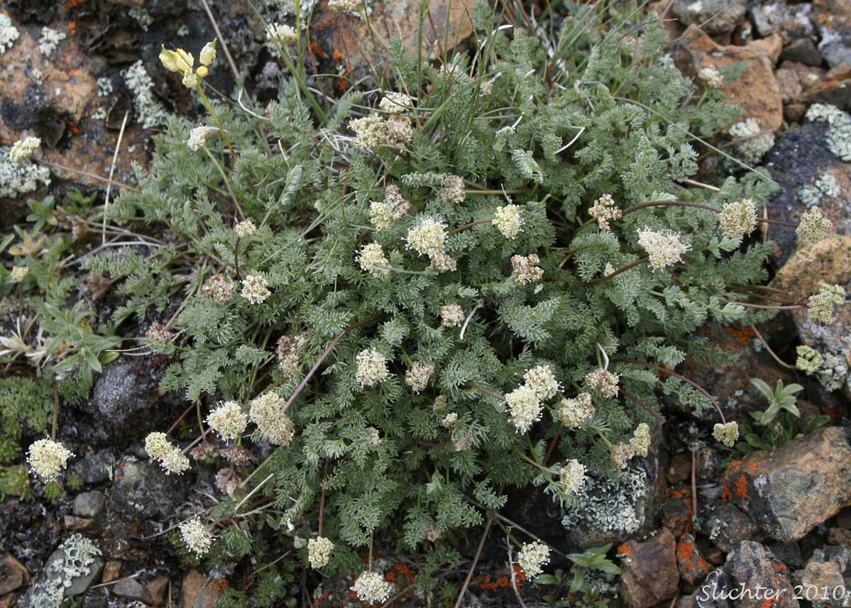 Elko Spring Parsley, Snowline Springparsley: Cymopterus nivalis (Synonyms: Aletes bipinnata, Aletes nivalis, Cymopterus. bipinnatus, Cymopterus humboldtensis)