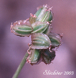 Fruits of Elko Spring Parsley, Snowline Springparsley: Cymopterus nivalis (Synonyms: Aletes bipinnata, Aletes nivalis, Cymopterus. bipinnatus, Cymopterus humboldtensis)