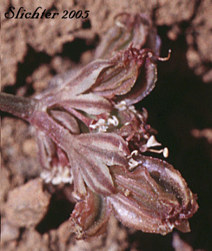 Bracts and frutis of Elko Spring Parsley, Snowline Springparsley: Cymopterus nivalis (Synonyms: Aletes bipinnata, Aletes nivalis, Cymopterus. bipinnatus, Cymopterus humboldtensis)