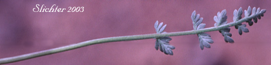 Leaf of Elko Spring Parsley, Snowline Springparsley: Cymopterus nivalis (Synonyms: Aletes bipinnata, Aletes nivalis, Cymopterus. bipinnatus, Cymopterus humboldtensis)