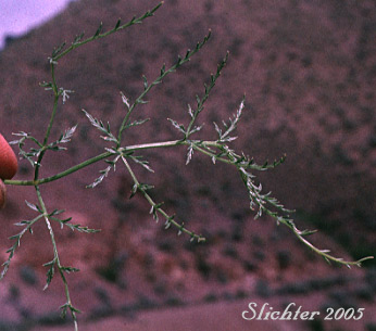 Leaf of Rock Spring Parsley, Rock-loving Cymopterus, Rockloving Wavewing: Cymopterus petraeus (Synonyms: Aletes petraea, Cymopterus terebinthinus var. petraeus, Pteryxia petraea)