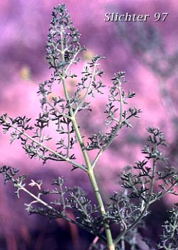 Leaf of Northern Indian Parsnip, Turpentine Cymopterus, Turpentine Wavewing: Cymopterus terebinthinus var. terebinthinus (Synonyms: Cymopterus terebinthinus, Pteryxia terebinthina var. terebinthina)