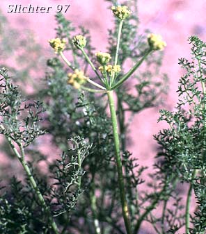 Northern Indian Parsnip, Turpentine Cymopterus, Turpentine Wavewing: Cymopterus terebinthinus var. terebinthinus (Synonyms: Cymopterus terebinthinus, Pteryxia terebinthina var. terebinthina)