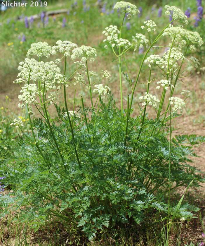 Canby's Lovage, Canby's Wild Lovage, Canby's Licorice-root: Ligusticum canbyi