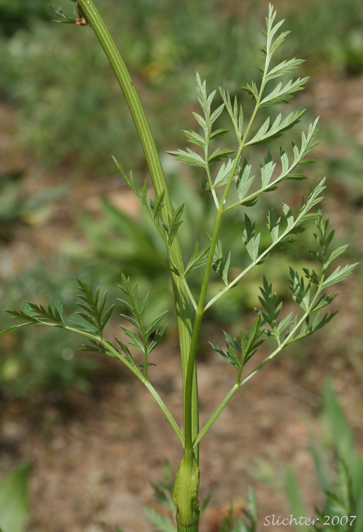 Leaf of Canby's Lovage, Canby's Wild Lovage, Canby's Licorice-root: Ligusticum canbyi