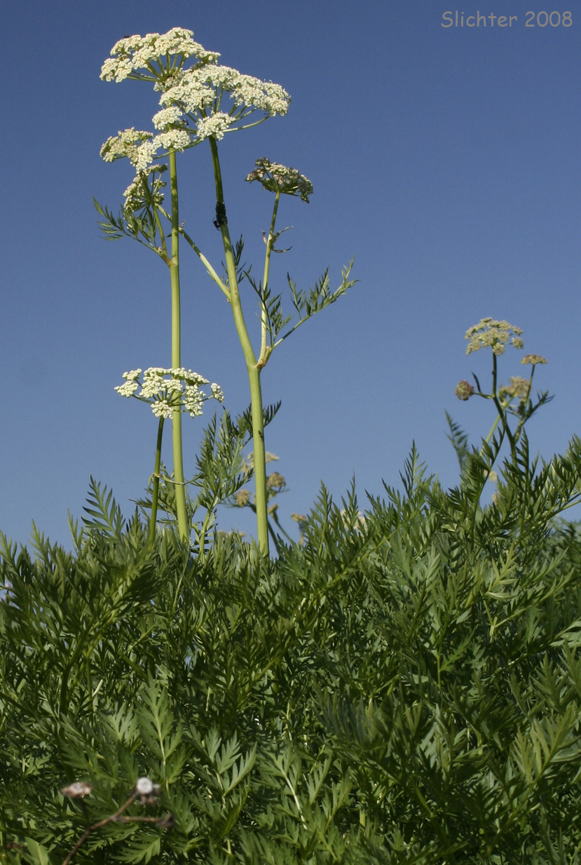 Canby's Lovage, Canby's Wild Lovage, Canby's Licorice-root: Ligusticum canbyi