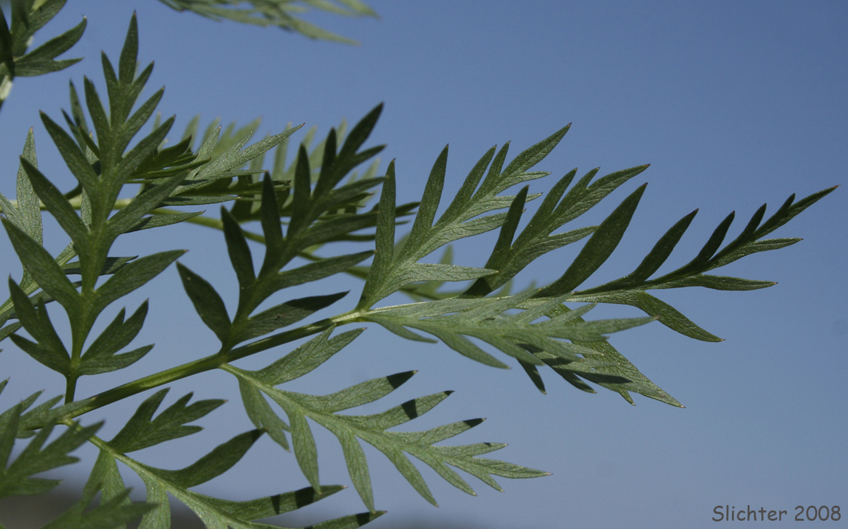 Leaflets of Ligusticum canbyi