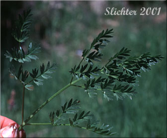 Basal leaf of Gray's Lovage: Ligusticum grayi