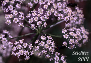 Inflorescence of Gray's Lovage: Ligusticum grayi