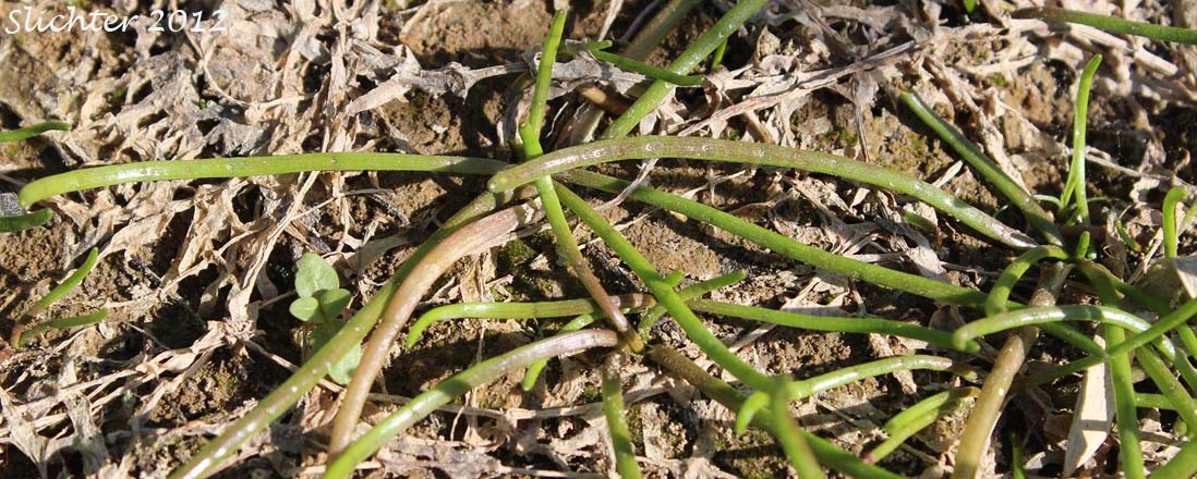 Lilaeopsis, Western Grasswort, Western Lilaeopsis: Lilaeopsis occidentalis (Synonyms: Crantziola occidentalis, Lilaeopsis lineata, Lilaeopsis lineata var. occidentalis)