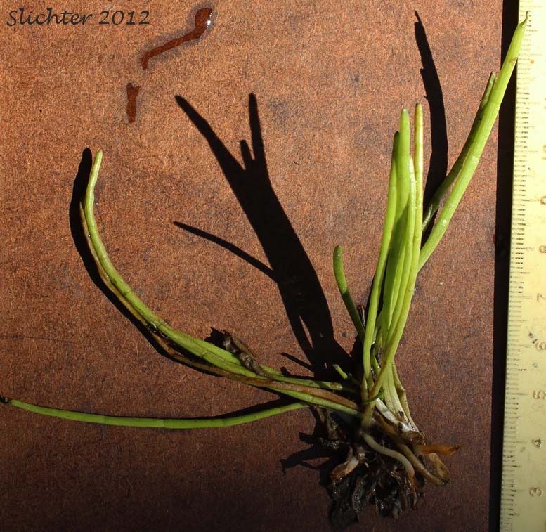 Lilaeopsis, Western Grasswort, Western Lilaeopsis: Lilaeopsis occidentalis (Synonyms: Crantziola occidentalis, Lilaeopsis lineata, Lilaeopsis lineata var. occidentalis)