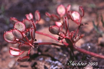 Fruits of Canby's Biscuitroot, Canby's Desert-parsley, Canby's Desert Parsley, Canby's Lomatium, Chucklusa: Lomatium canbyi (Synonyms: Cogswellia canbyi, Peucedanum canbyi)
