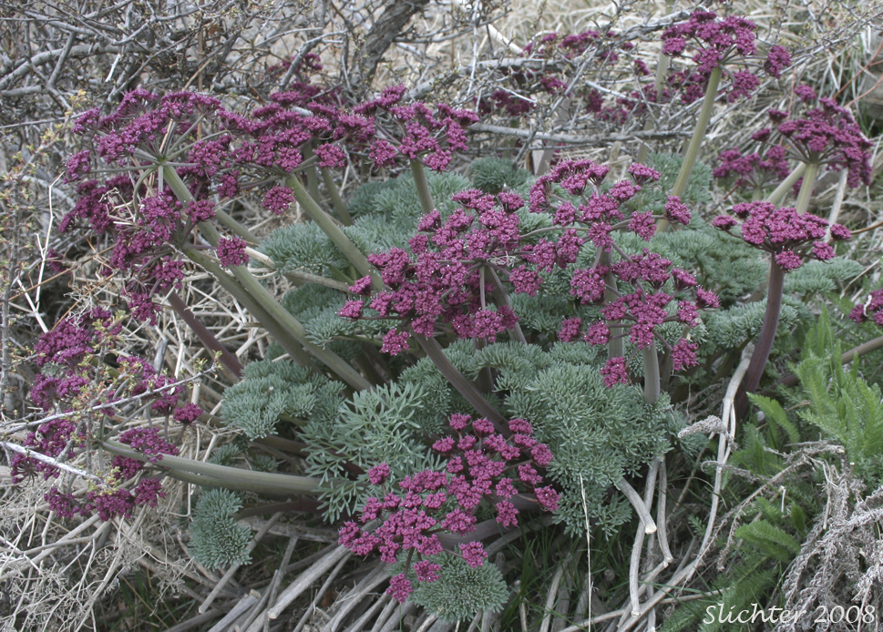Columbia Desert Parsley, Columbia Gorge Desert-parsley, Columbia Lomatium, Purple Lomatium: Lomatium columbianum (Synonym: Leptotaenia purpurea)