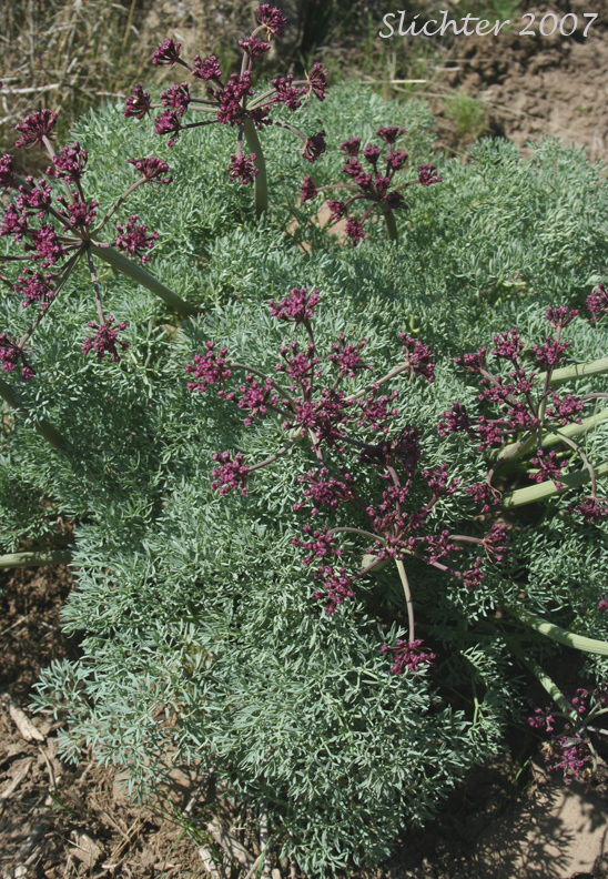 Columbia Desert Parsley, Columbia Gorge Desert-parsley, Columbia Lomatium, Purple Lomatium: Lomatium columbianum (Synonym: Leptotaenia purpurea)