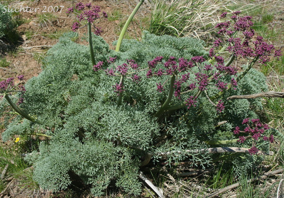 Columbia Desert Parsley, Columbia Gorge Desert-parsley, Columbia Lomatium, Purple Lomatium: Lomatium columbianum (Synonym: Leptotaenia purpurea)