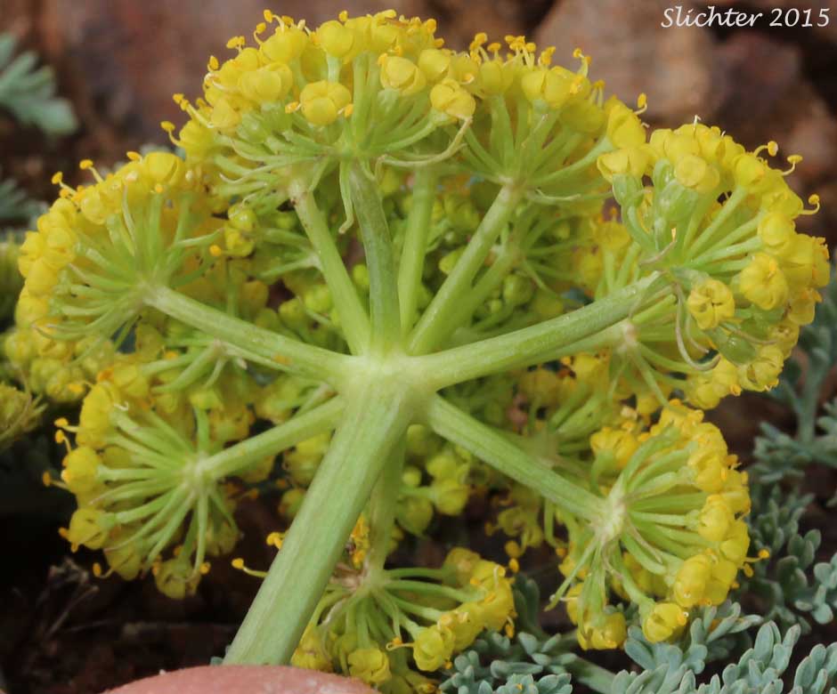 Underside of the umbel of Donnell's Biscuitroot, Donnell's Lomatium, Glaucous Desert Parsley, Glaucous Lomatium: Lomatium donnellii (Synonym: Lomatium plummerae)