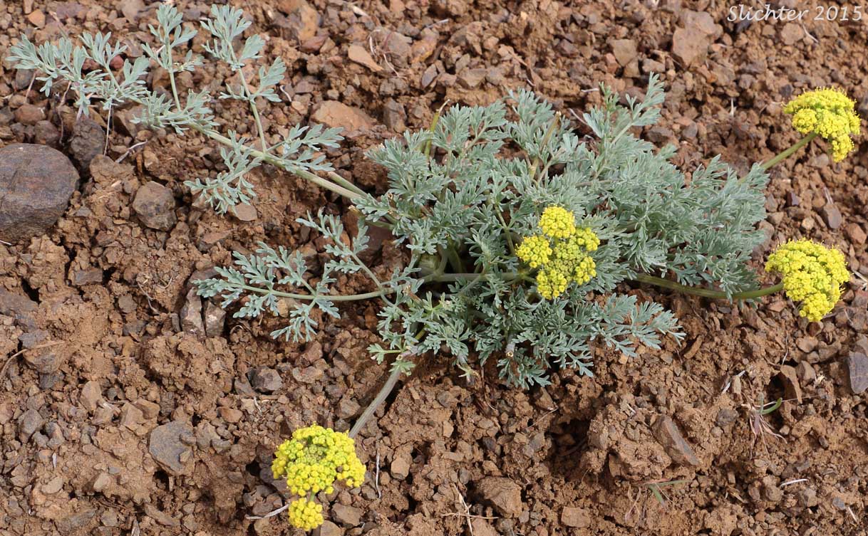 Donnell's Biscuitroot, Donnell's Lomatium, Glaucous Desert Parsley, Glaucous Lomatium: Lomatium donnellii (Synonym: Lomatium plummerae)