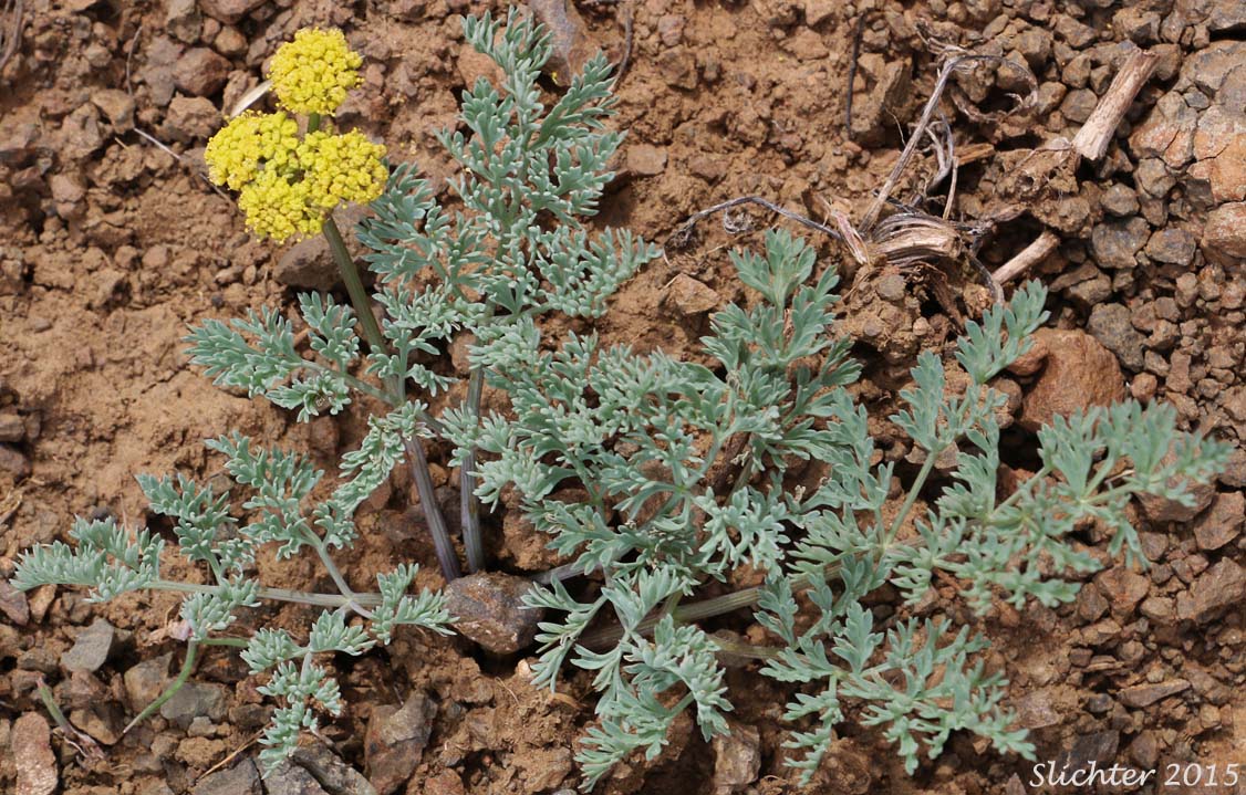 Donnell's Biscuitroot, Donnell's Lomatium, Glaucous Desert Parsley, Glaucous Lomatium: Lomatium donnellii (Synonym: Lomatium plummerae)