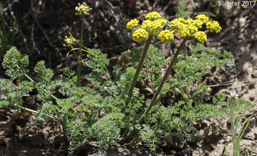 Donnell's Biscuitroot, Donnell's Lomatium, Glaucous Desert Parsley, Glaucous Lomatium: Lomatium donnellii (Synonym: Lomatium plummerae)
