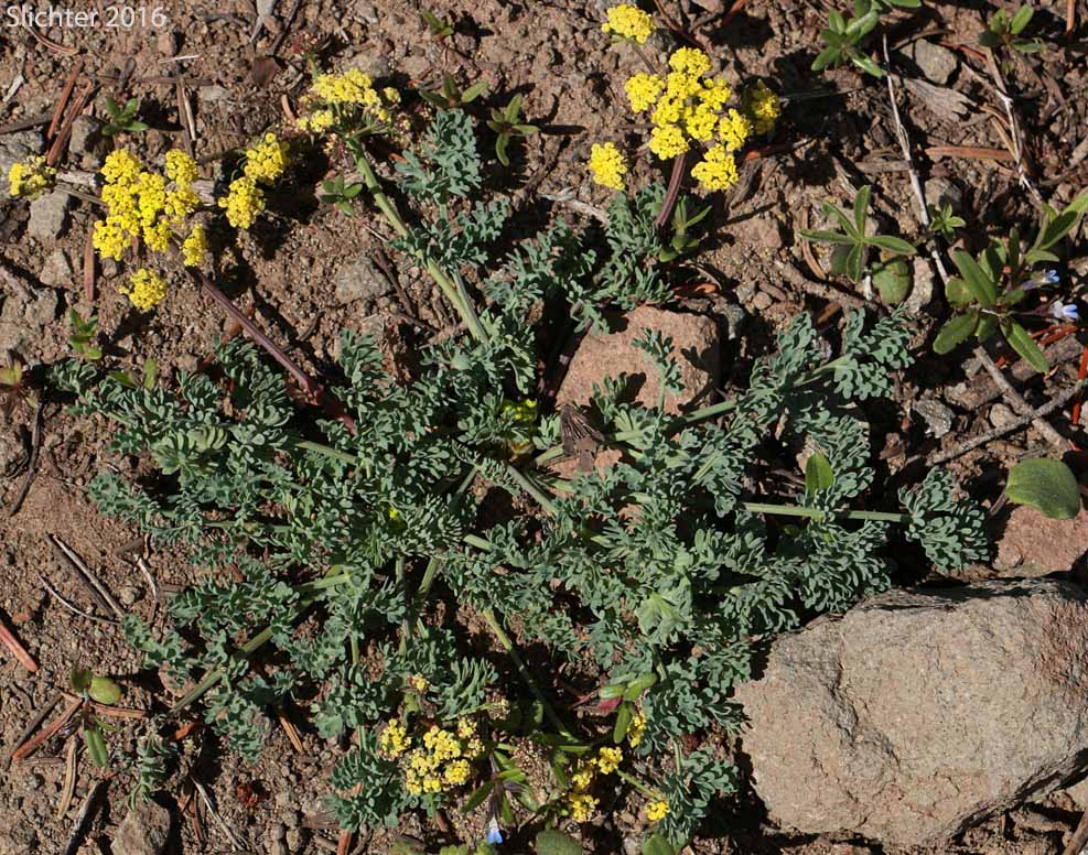 Donnell's Biscuitroot, Donnell's Lomatium, Glaucous Desert Parsley, Glaucous Lomatium: Lomatium donnellii (Synonym: Lomatium plummerae)
