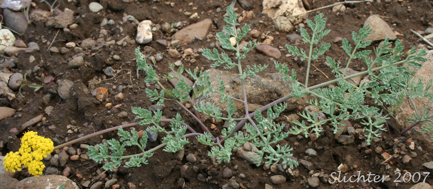 Donnell's Biscuitroot, Donnell's Lomatium, Glaucous Lomatium: Lomatium donnellii (Synonym: Lomatium plummerae)