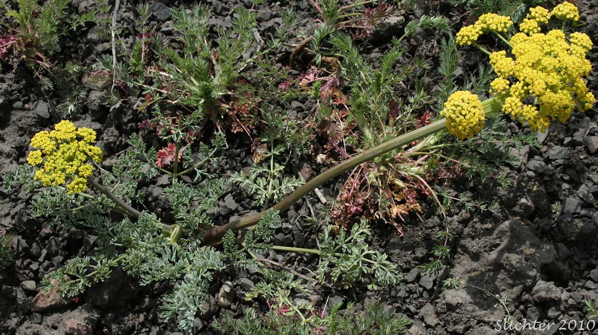 Donnell's Biscuitroot, Donnell's Lomatium, Glaucous Lomatium: Lomatium donnellii (Synonym: Lomatium plummerae)