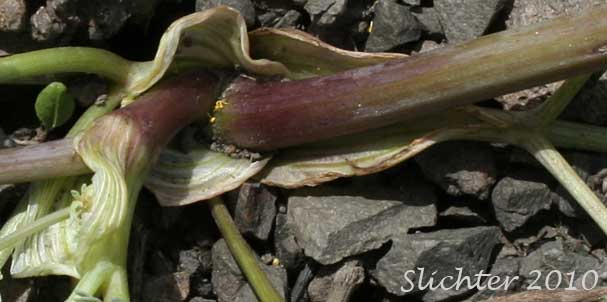 Sheathing bases of the petioles of Donnell's Biscuitroot, Donnell's Lomatium, Glaucous Lomatium: Lomatium donnellii (Synonym: Lomatium plummerae)