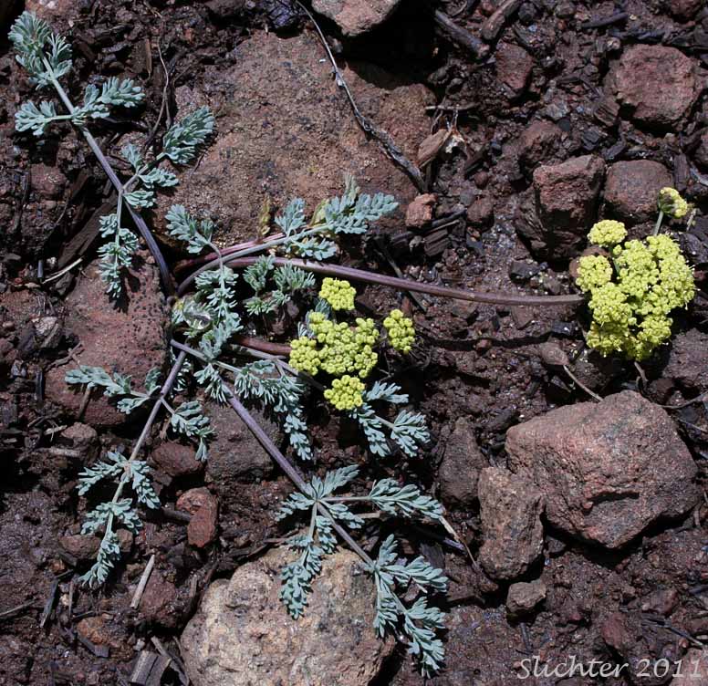 Donnell's Biscuitroot, Donnell's Lomatium, Glaucous Lomatium: Lomatium donnellii (Synonym: Lomatium plummerae)