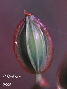Maturing fruit of Donnell's Biscuitroot, Donnell's Lomatium, Glaucous Lomatium: Lomatium donnellii (Synonym: Lomatium plummerae)