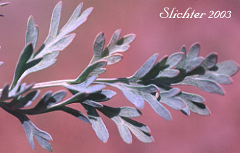 Glaucous leaflets of Donnell's Biscuitroot, Donnell's Lomatium, Glaucous Lomatium: Lomatium donnellii (Synonym: Lomatium plummerae)