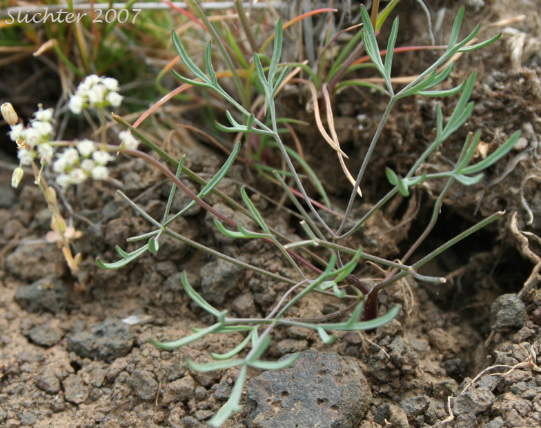 Northern Biscuitroot: Lomatium farinosum var. farinosum (Synonym: Peucedanum farinosum)
