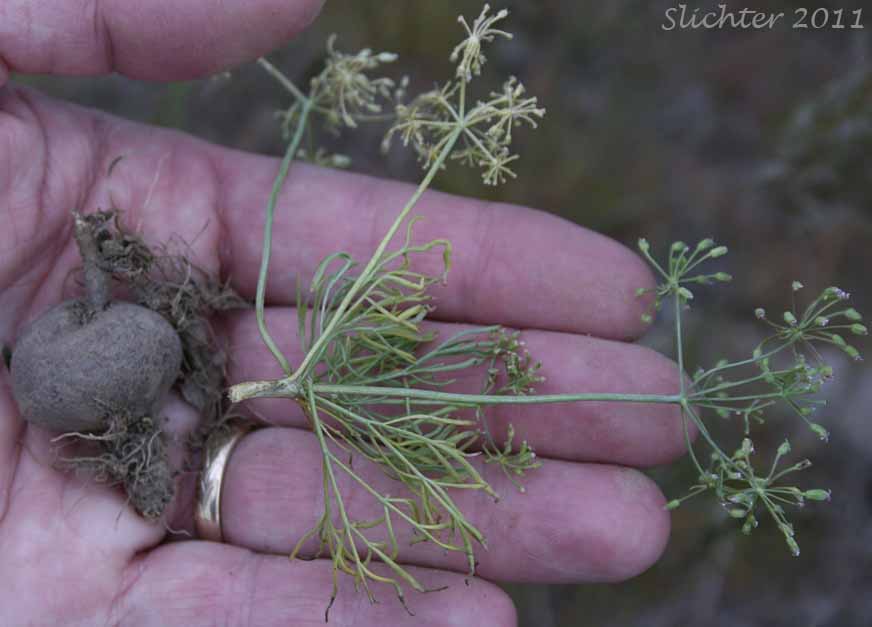 Rotund root and leaves of Northern Biscuitroot: Lomatium farinosum var. farinosum (Synonym: Peucedanum farinosum)