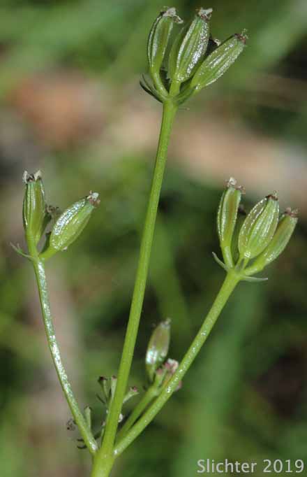 Geyer's Biscuitroot, Geyer's Desert Parsley, Geyer's Lomatium: Lomatium geyeri (Synonyms: Orogenia fusiformis var. leibergii, Orogenia leibergii, Peucedanum evittatum)